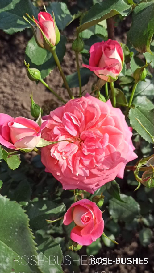 ��������. Mirabel. (�����)